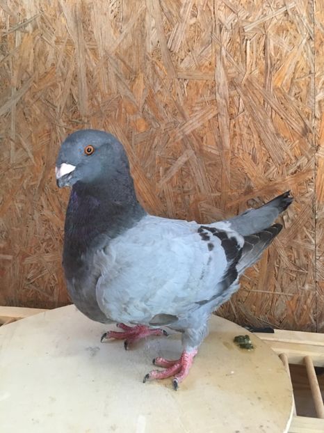 9CA430D3-9847-44F6-8F9C-F471C65270B2 - Porumbei vanduti 2017-2025