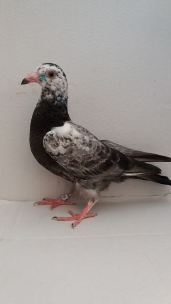  - De vanzare voiajori pui 2020