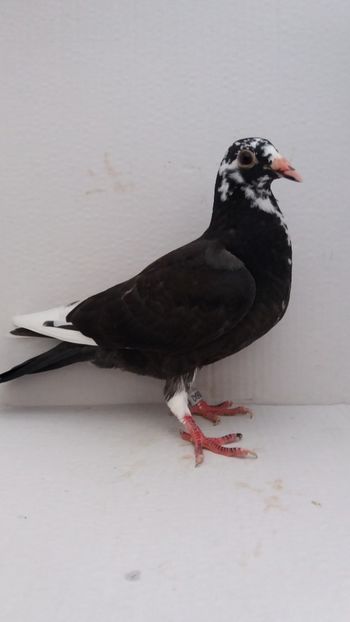  - De vanzare voiajori pui 2020