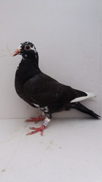 vandut 52buc - De vanzare voiajori pui 2020