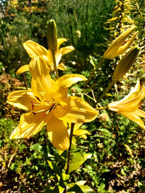  - Crini de gradina 2015- prezent