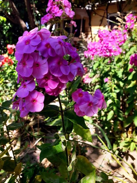  - Alte flori