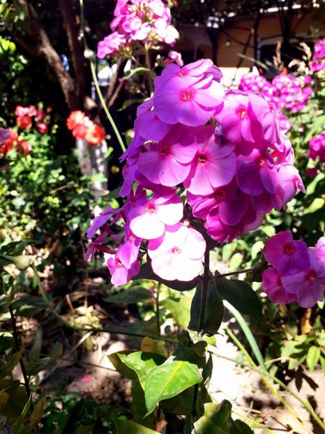  - Alte flori