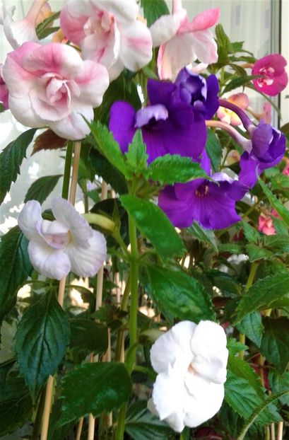  - colectia mea de achimenes 001 2020