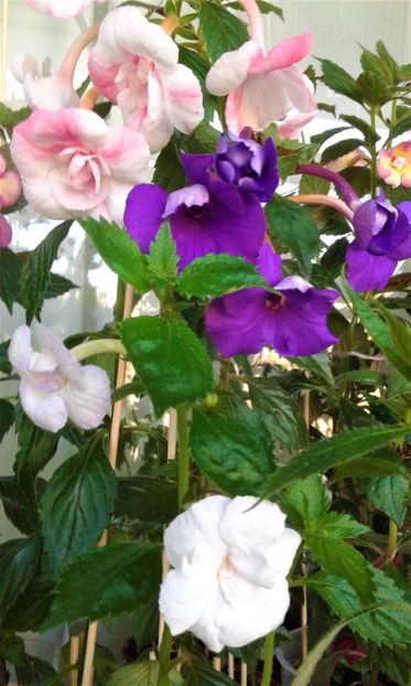  - colectia mea de achimenes 001 2020