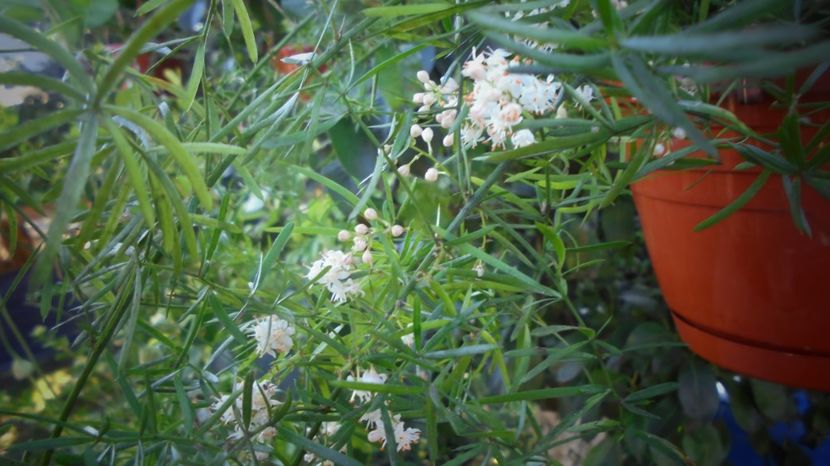 Asparagus inflorit - Culori 2020