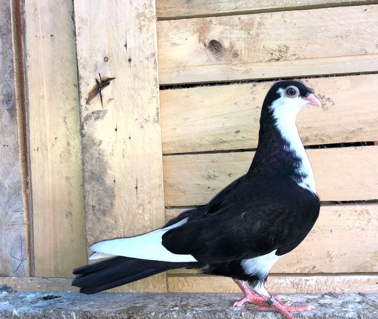 8699  mascul  2020_3 - tineret 2020