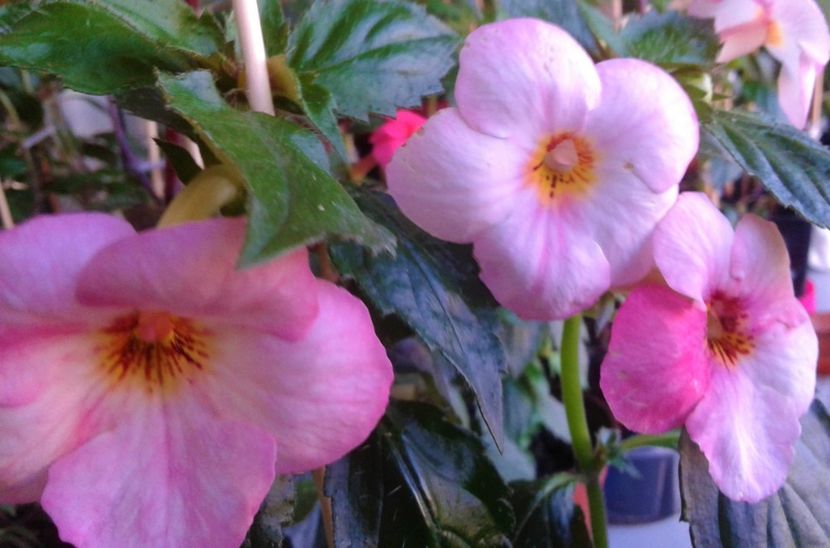  - 000018 ACHIMENES