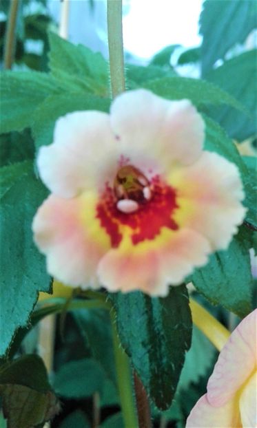  - 000018 ACHIMENES