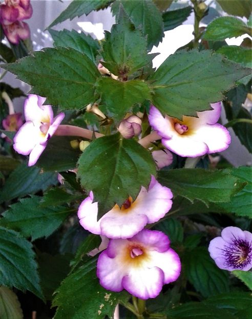  - 000018 ACHIMENES