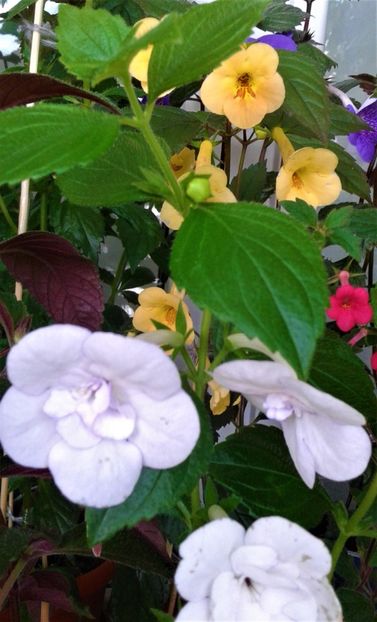  - 000018 ACHIMENES