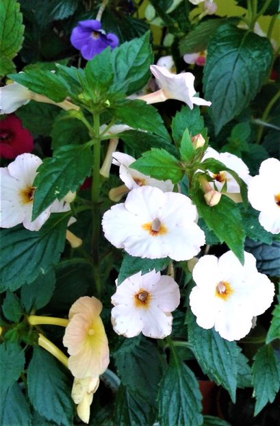  - 000018 ACHIMENES