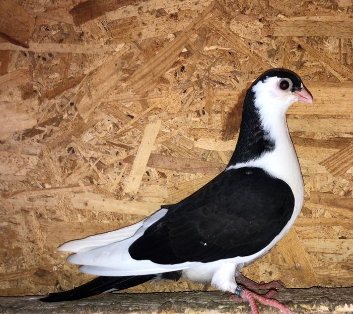 8733  femelă  2020_1 - tineret 2020