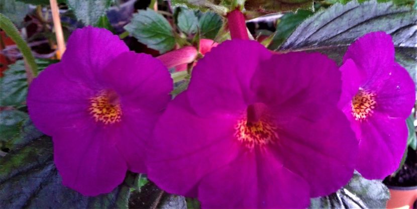  - 000014 ACHIMENES