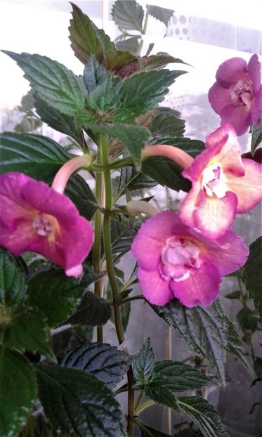  - 000014 ACHIMENES
