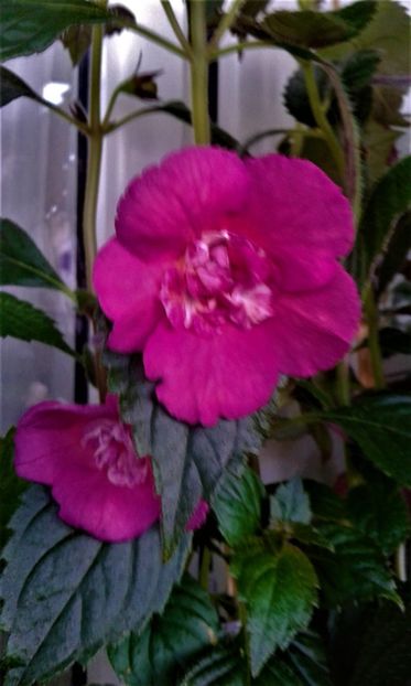  - 000014 ACHIMENES
