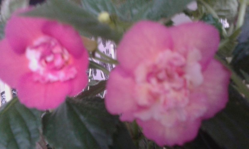  - 000014 ACHIMENES