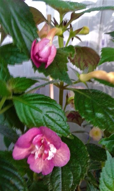  - 000014 ACHIMENES