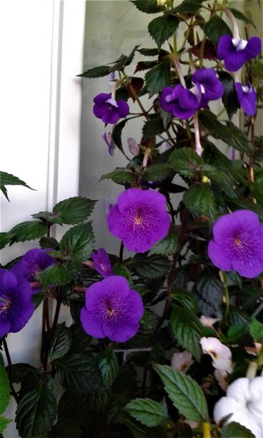  - 000014 ACHIMENES