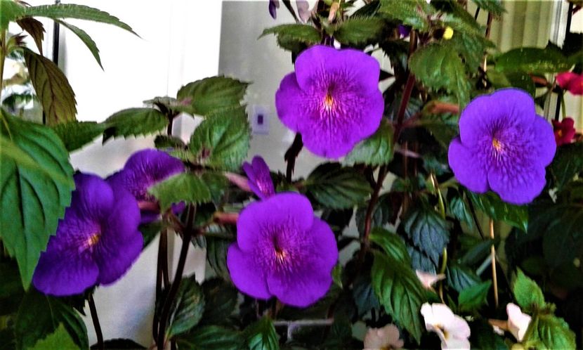  - 000014 ACHIMENES