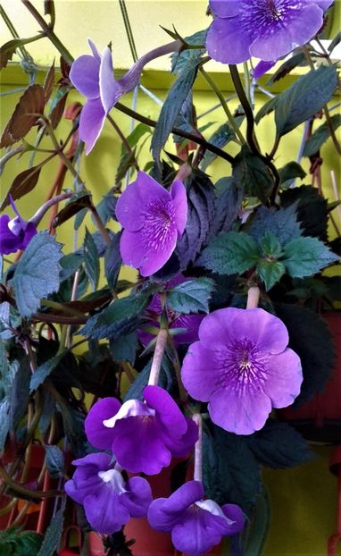  - 000014 ACHIMENES