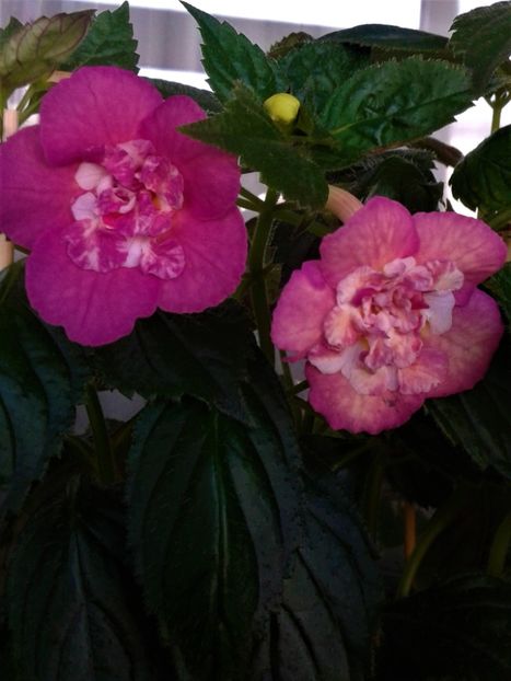  - 000014 ACHIMENES