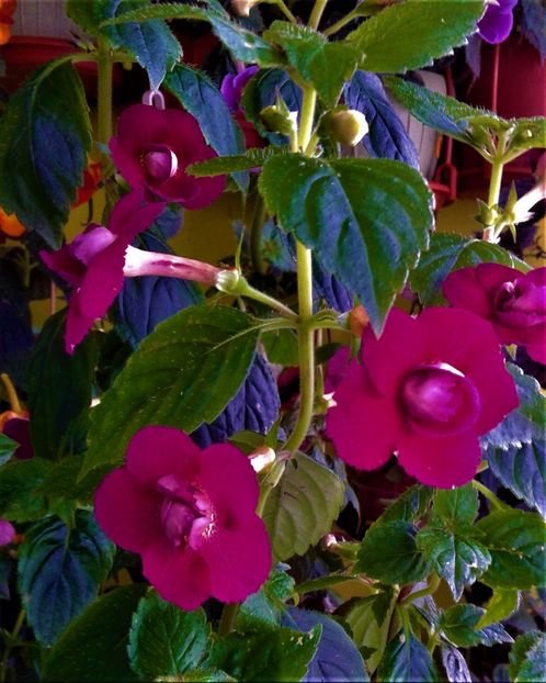  - 000014 ACHIMENES