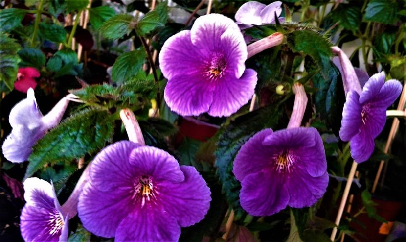  - 000014 ACHIMENES