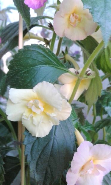  - 000014 ACHIMENES
