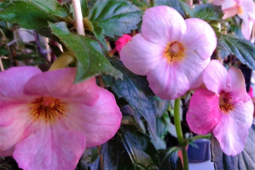  - 000014 ACHIMENES