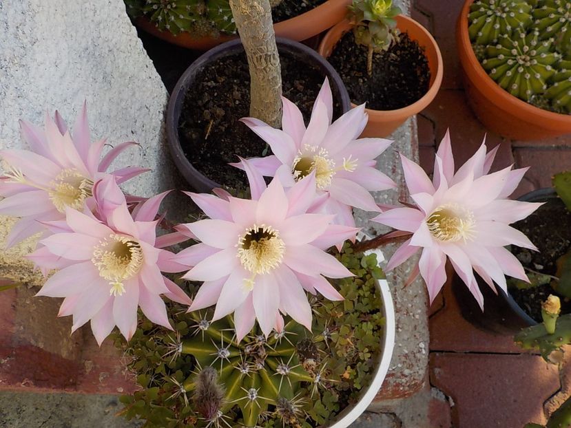  - echinopsis oxygona
