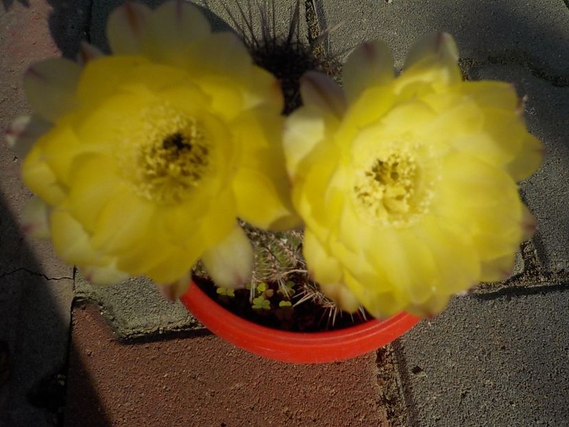  - chamacereus hibrid