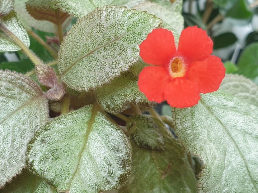  - Episcia 2020