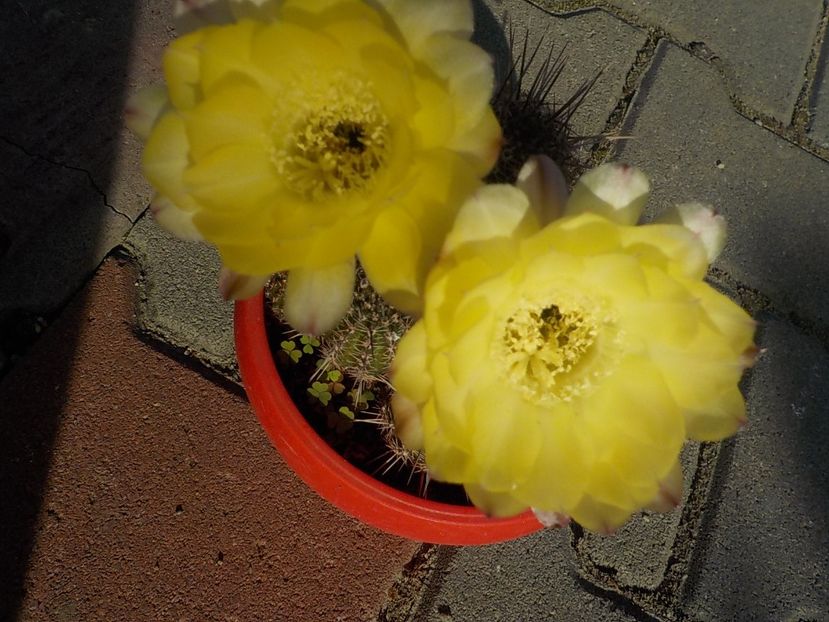  - chamacereus hibrid