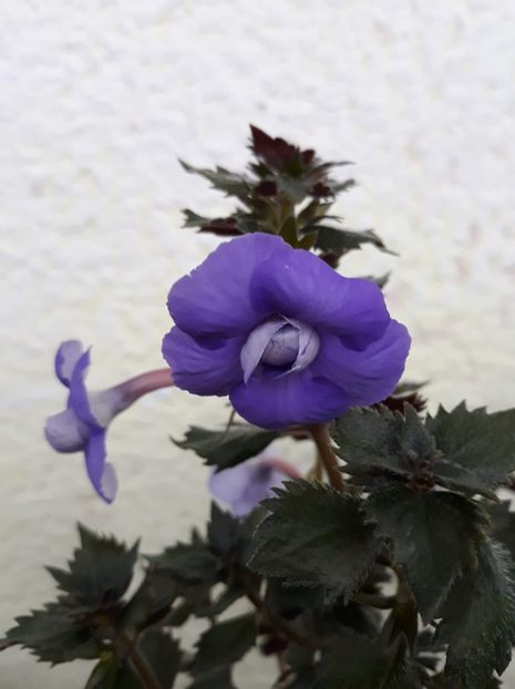 2020 - 001 2021 - Vie en Bleu