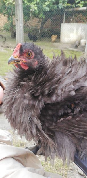 IMG-20200710-WA0004 - Prima serie