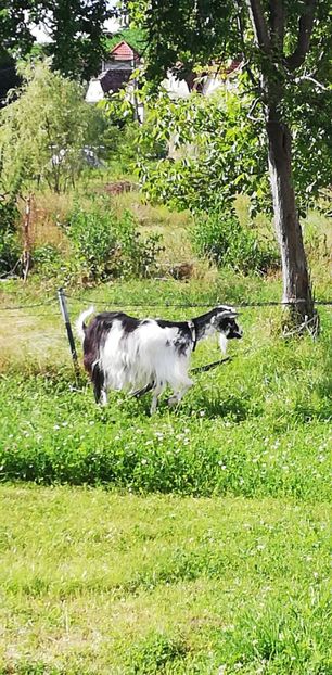 IMG-20200713-WA0002 - Prima serie