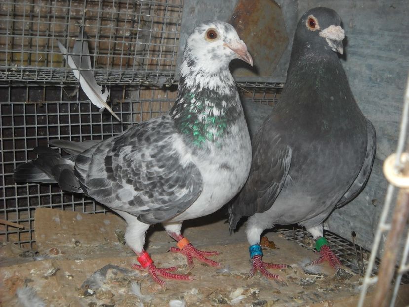  - UNDEVA IN SUCEAVA arhiva