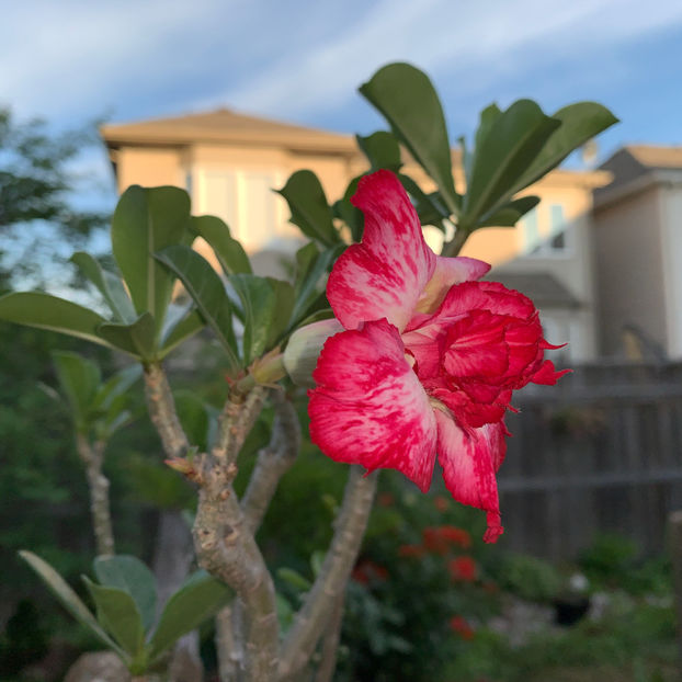  - Jurnalul gradinii 2020