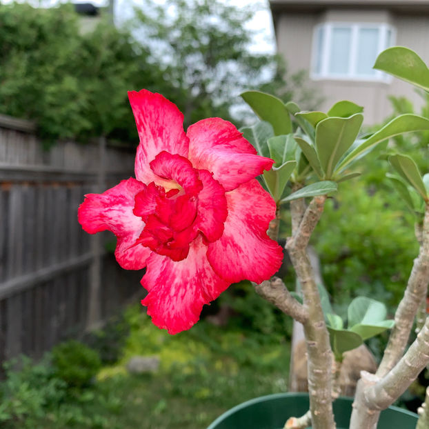  - Jurnalul gradinii 2020