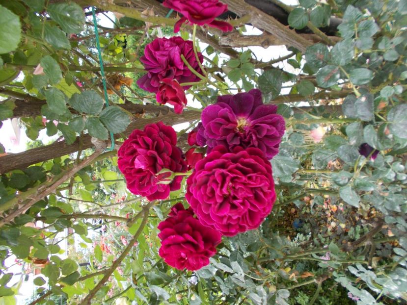  - Trandafiri si peisaje 2020-1