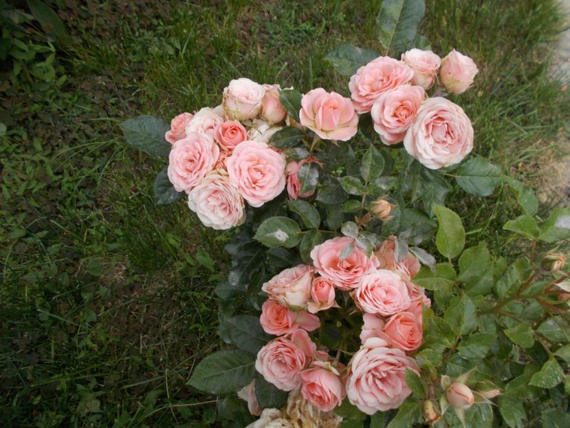  - Trandafiri si peisaje 2020-1