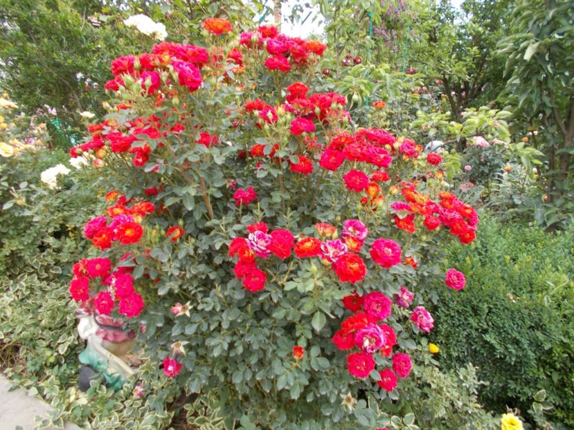  - Trandafiri si peisaje 2020-1