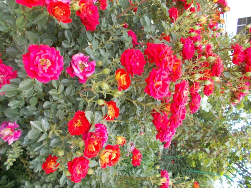  - Trandafiri si peisaje 2020-1