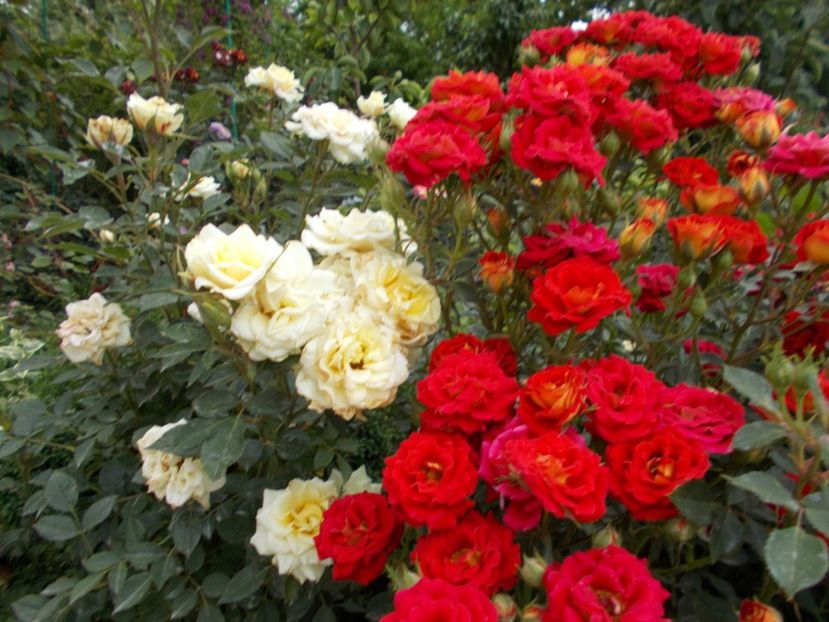  - Trandafiri si peisaje 2020-1