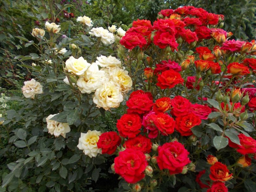  - Trandafiri si peisaje 2020-1