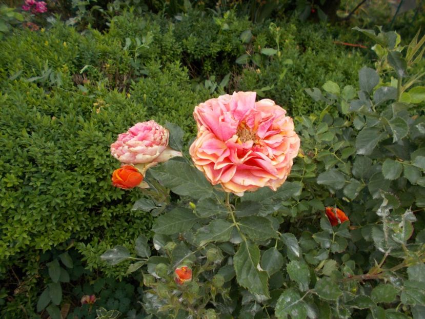  - Trandafiri si peisaje 2020-1