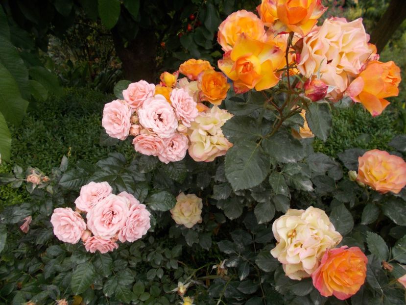  - Trandafiri si peisaje 2020-1