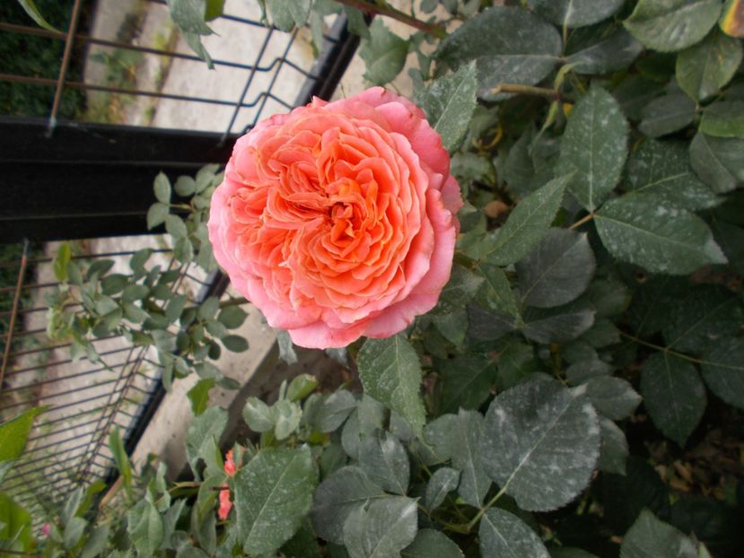  - Trandafiri si peisaje 2020-1