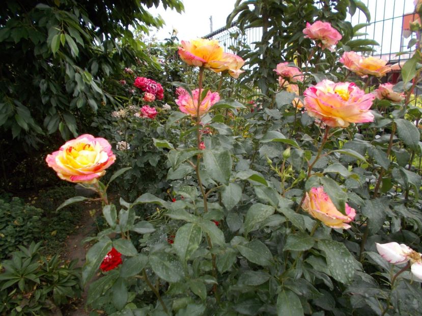  - Trandafiri si peisaje 2020-1